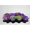 Aubrieta | Blauwkussen mix (gemengde kleuren) | 9 cm pot | ca. 10 cm hoog | per stuk