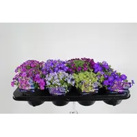 Aubrieta (blauwkussen) mix | gemengde kleuren | 9 cm pot | ca. 10 cm hoog bij levering | lage bodembedekker