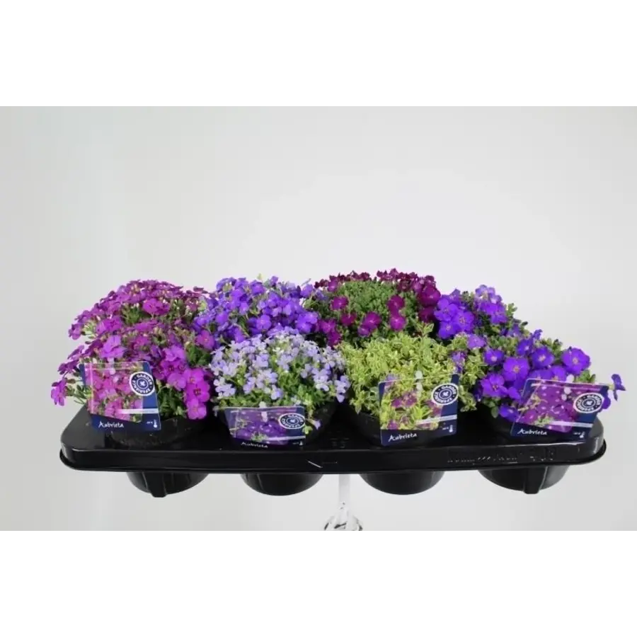 Aubrieta (blauwkussen) mix | gemengde kleuren | 9 cm pot | ca. 10 cm hoog bij levering | lage bodembedekker