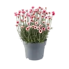 Rhodanthemum hosmariense Zagora | roze | 13 cm pot | ca. 15 cm hoog