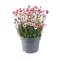 Rhodanthemum hosmariense ‘Zagora’ | roze Marokkaanse margriet | ca. 15 cm hoog | 13 cm pot | zonliefhebber voor pot en border