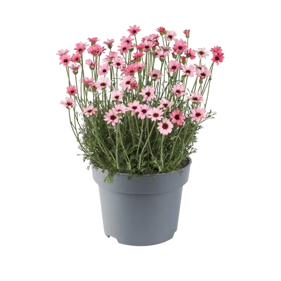 Rhodanthemum hosmariense ‘Zagora’ | roze Marokkaanse margriet | ca. 15 cm hoog | 13 cm pot | zonliefhebber voor pot en border