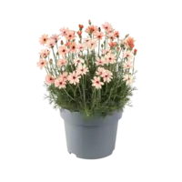 Rhodanthemum hosmariense ‘Zagora Orange’ | Oranje Marokkaans madeliefje | ca. 15 cm hoog | 12 cm pot