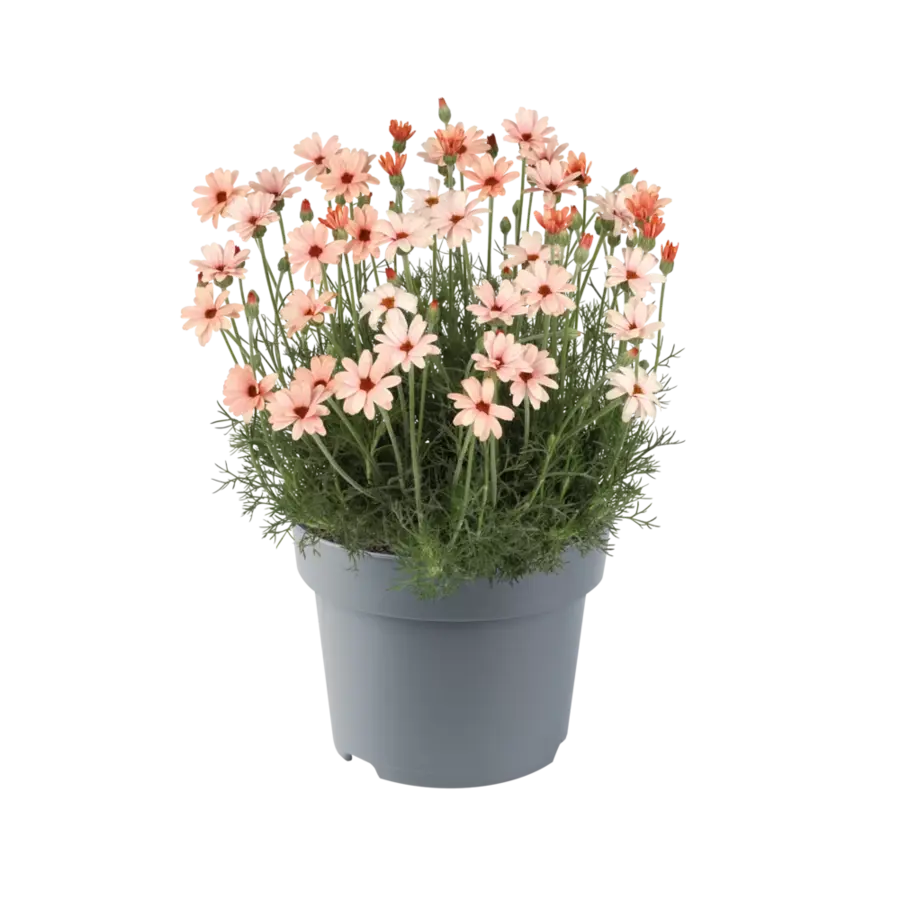 Rhodanthemum hosmariense ‘Zagora Orange’ | Oranje Marokkaans madeliefje | ca. 15 cm hoog | 12 cm pot