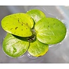 Limnobium Lavaegatum | Kikkerbeet | Los