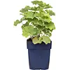 Alchemilla mollis (vrouwenmantel) | In 12 cm pot |