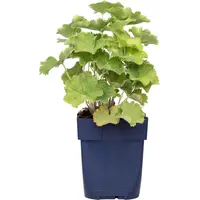 Alchemilla mollis (vrouwenmantel) | 20 cm hoog bij levering | In 12 cm pot | Sterke borderplant