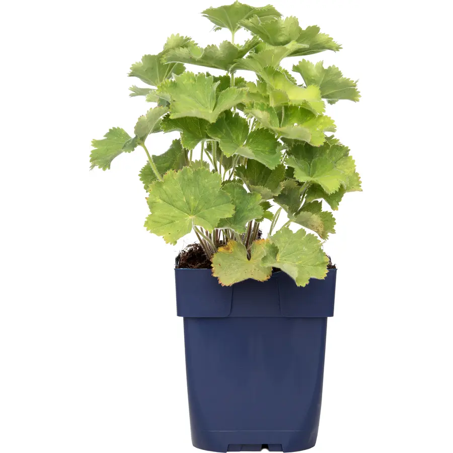 Alchemilla mollis (vrouwenmantel) | 20 cm hoog bij levering | In 12 cm pot | Sterke borderplant