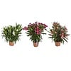 Nerium oleander | 25 cm hoog | 9 cm pot | mix kleuren | per stuk