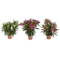 Nerium oleander (oleander) | 25 cm hoog | In 9 cm pot | mix kleuren, door elkaar geleverd | per stuk