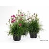 Armeria maritima gemengde kleuren | 12 cm pot | ca. 10 cm hoog