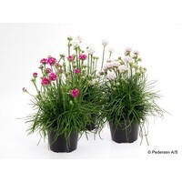 Armeria maritima (Engels gras) gemengde kleuren | ca. 10 cm hoog bij levering | In 12 cm pot | Rijkbloeiende, winterharde vaste plant