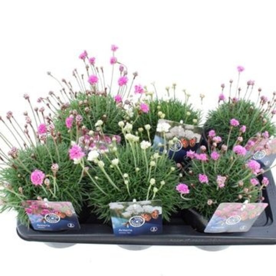 Armeria maritima (Engels gras) gemengde kleuren | ca. 10 cm hoog bij levering | In 12 cm pot | Rijkbloeiende, winterharde vaste plant