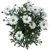 Argyranthemum frutescens (struikmargriet) | 11 cm pot | Hoogte 11 cm