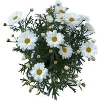 Argyranthemum frutescens (struikmargriet) | 11 cm hoog bij levering | In 11 cm pot | Zomerbloeier voor pot en border