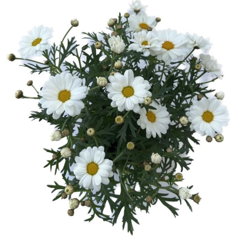 Argyranthemum frutescens (struikmargriet) | 11 cm hoog bij levering | In 11 cm pot | Zomerbloeier voor pot en border