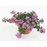 Sutera Big Pink Falls | Rijkbloeiende hangplant met roze bloemen | ca. 10–20 cm hoog | 10 cm pot
