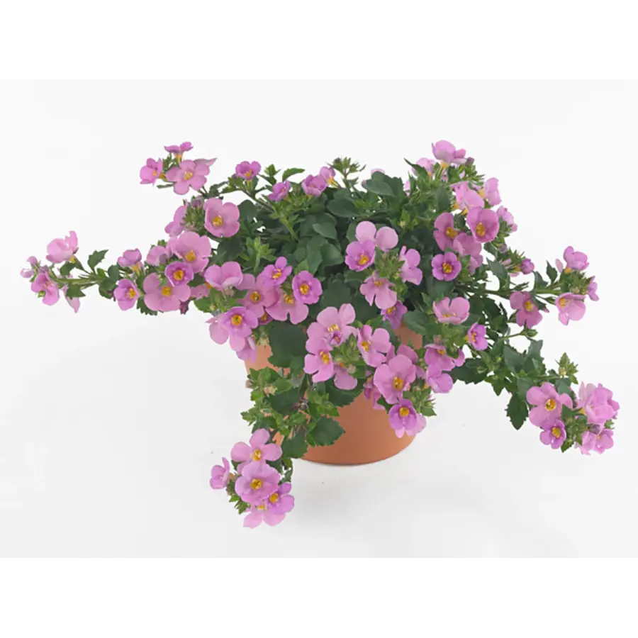 Sutera Big Pink Falls | Rijkbloeiende hangplant met roze bloemen | ca. 10–20 cm hoog | 10 cm pot