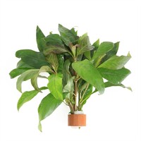 Nomaphila Siamensis | In Terracotta Ring