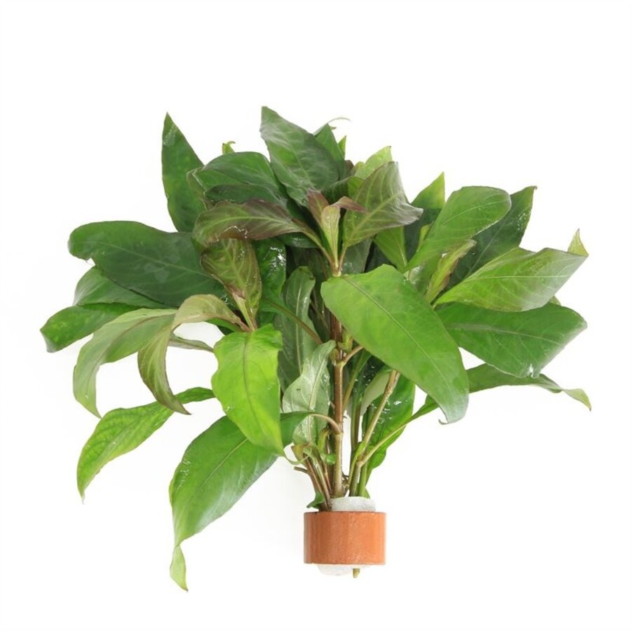 Nomaphila Siamensis | In Terracotta Ring