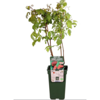 Rubus idaeus ‘Primeberry Autumn Happy’ (biologische herfstframboos) | 13 cm pot | 75 cm hoog | rijkdragend ras voor tuin en terras