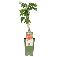 Rubus idaeus Summer Chef® BIO (zomerframboos) | 75 cm hoog bij levering | In 13 cm pot | Aromatische frambozen uit eigen tuin