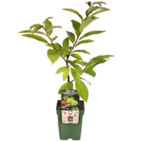 Castanea sativa (tamme kastanje) bio | 75 cm hoog | In 13 cm pot | Eetbare kastanjes | Sterke tuinboom