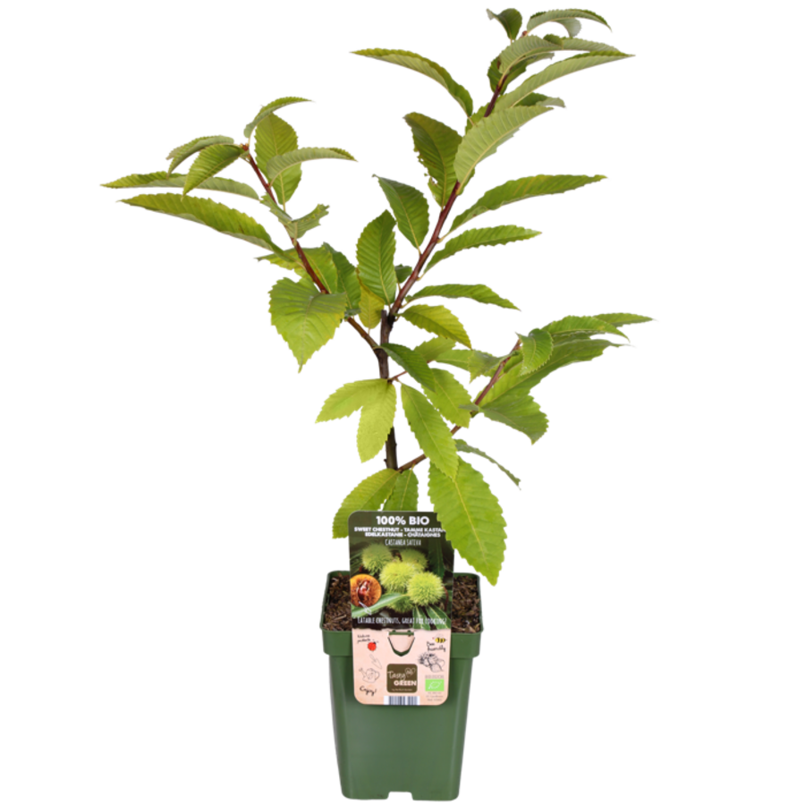 Castanea sativa (tamme kastanje) bio | 75 cm hoog | In 13 cm pot | Eetbare kastanjes | Sterke tuinboom