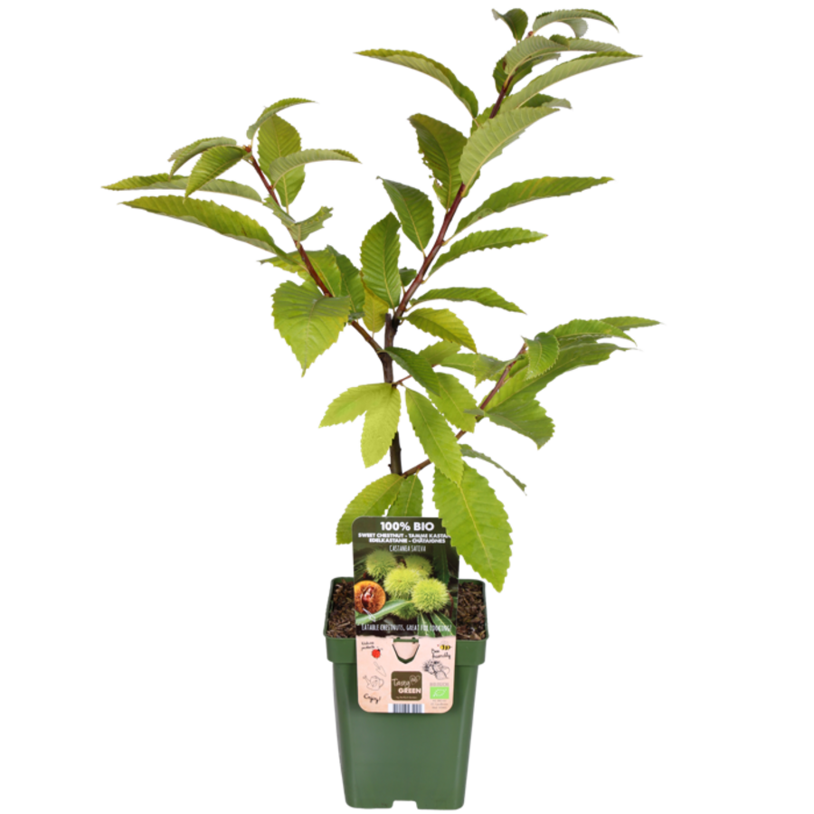 Castanea sativa (tamme kastanje) bio | 75 cm hoog | In 13 cm pot | Eetbare kastanjes | Sterke tuinboom