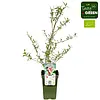 Elaeagnus umbellata Pointilla Amoroso Bio | 75 cm hoog | 13 cm pot