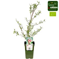 Elaeagnus umbellata Pointilla Amoroso Bio | 75 cm hoog bij levering | In 13 cm pot | Sterke heester met eetbare bessen