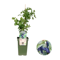 Lonicera kamtschatica ‘Duet’ | Biologische honingbes | ca. 75 cm hoog bij levering | 13 cm pot | Vroege bessenstruik