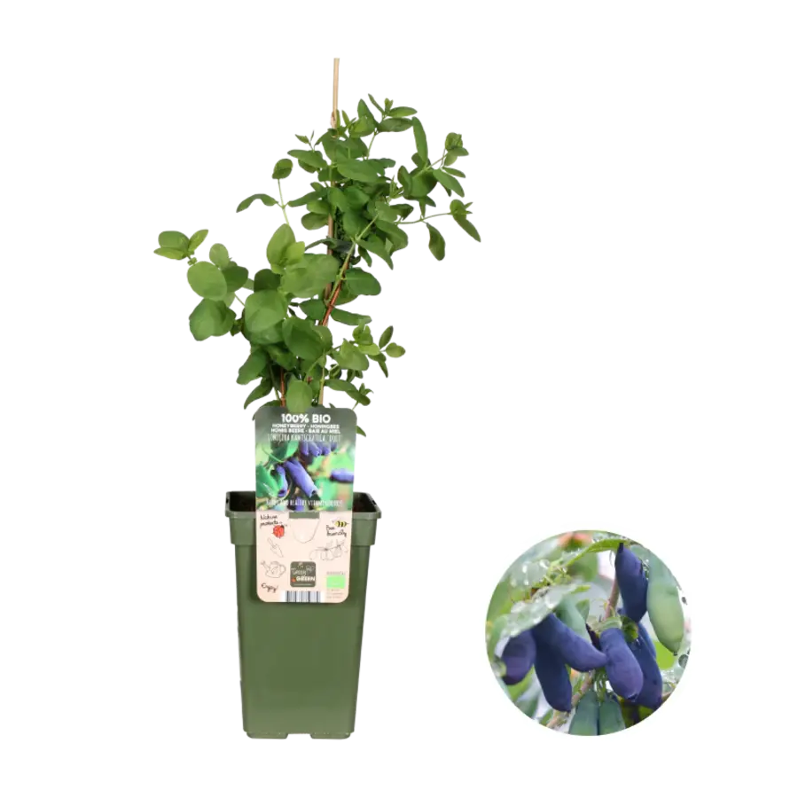Lonicera kamtschatica ‘Duet’ | Biologische honingbes | ca. 75 cm hoog bij levering | 13 cm pot | Vroege bessenstruik