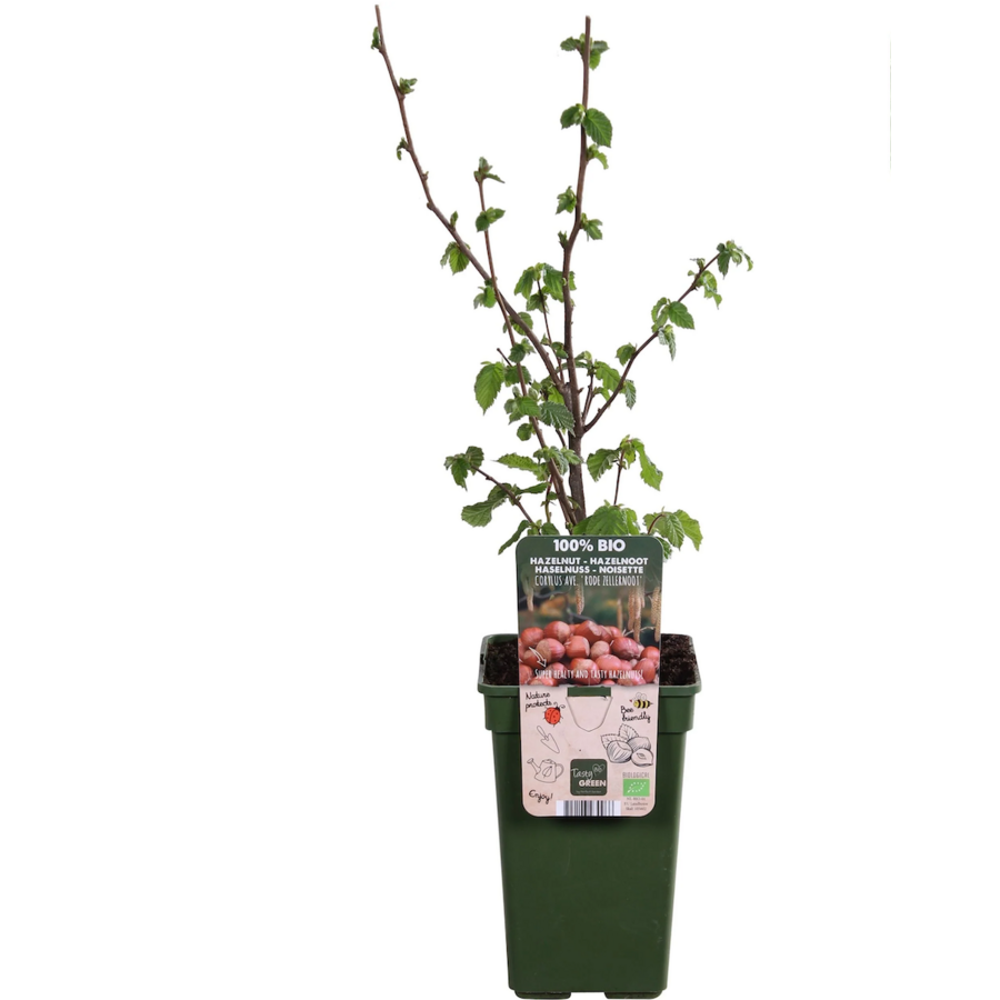 Corylus avellana Rode Zellernoot hazelnoot (bio) | 75 cm hoog | In 13 cm pot | Sterke fruitstruik voor tuin en erf