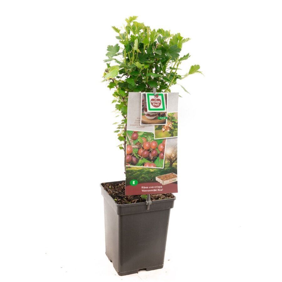 Ribes uva-crispa 'Green' kruisbes | 50 cm hoog | In 10 cm pot | Compacte fruitstruik voor tuin en terras