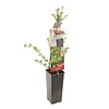 Boksdoorn Gojibes | Lycium barbarum | 50 cm hoog | 10 cm pot