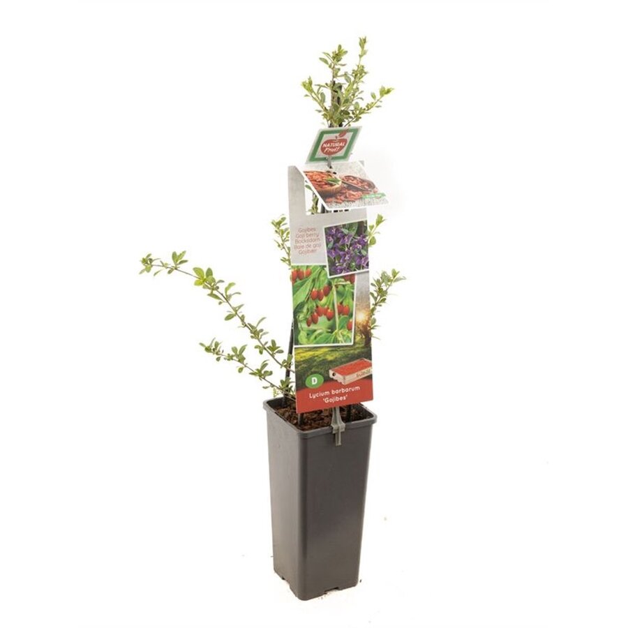 Boksdoorn Gojibes (Lycium barbarum) | 50 cm hoog | In 10 cm pot | Winterharde fruitstruik voor tuin en balkon