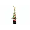 Vaccinium macrocarpon ‘Early Black’ | Cranberry (veenbes) | 75 cm hoog | 10 cm pot