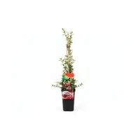 Vaccinium macrocarpon ‘Early Black’ (cranberry | veenbes) | 75 cm hoog bij levering | In 10 cm pot | Zuurminnende fruitplant