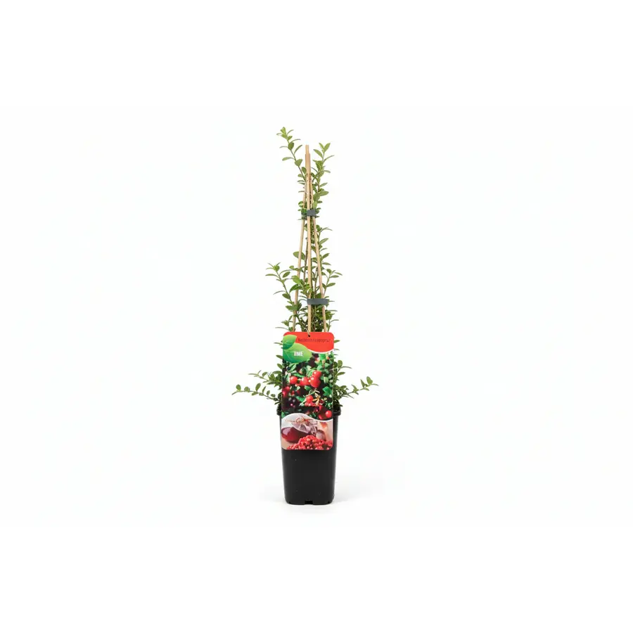 Vaccinium macrocarpon ‘Early Black’ (cranberry | veenbes) | 75 cm hoog bij levering | In 10 cm pot | Zuurminnende fruitplant