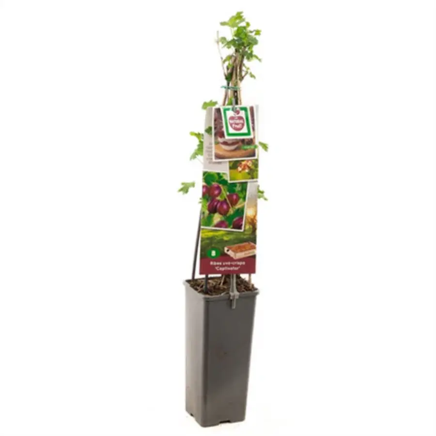 Lycium barbarum (goji bes | boksdoorn) | 75 cm hoog | In 10 cm pot | Eetbare bessenstruik voor tuin en terras