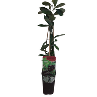 Aronia melanocarpa 'Hugin' (zwarte appelbes) | 75 cm hoog | In 10 cm pot | Compacte bessenstruik