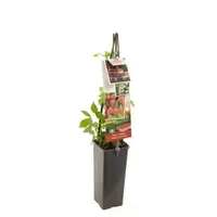 Rubus idaeus Malling Promise (Malling Promise) | Zomerframboos met aromatische vruchten | 75 cm hoog | In 10 cm pot