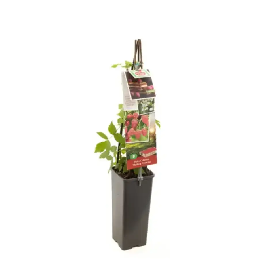 Rubus idaeus Malling Promise (Malling Promise) | Zomerframboos met aromatische vruchten | 75 cm hoog | In 10 cm pot
