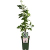 Rubus fruticosus ‘Black Satin’ | Braam | 75 cm hoog | 10 cm pot