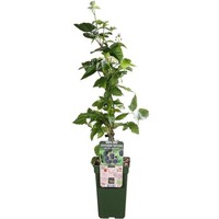Rubus fruticosus ‘Black Satin’ (braam) | 75 cm hoog | In 10 cm pot | Doornloze braam met rijke oogst