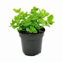 Aardbeienmunt (Mentha) | 10 cm pot | ca. 10–15 cm hoog | Fris aardbeienaroma voor tuin, balkon en terras