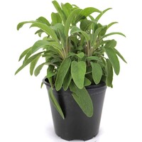 Salie (Salvia officinalis) | 15 cm hoog | In 10 cm pot | Geurige, winterharde kruidenplant