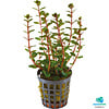 Rotala Blood Red | In Terracotta ring