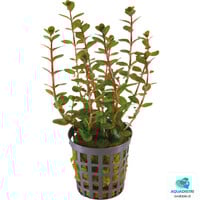 Rotala Blood Red | In Terracotta ring